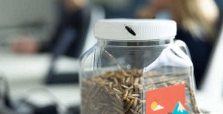 Peak Beak treats container with a black soldier fly sitting on the lid.