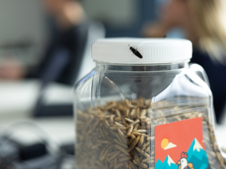 Peak Beak treats container with a black soldier fly sitting on the lid.