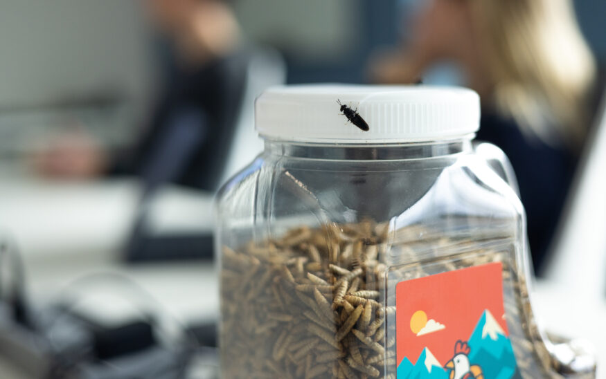 Peak Beak treats container with a black soldier fly sitting on the lid.